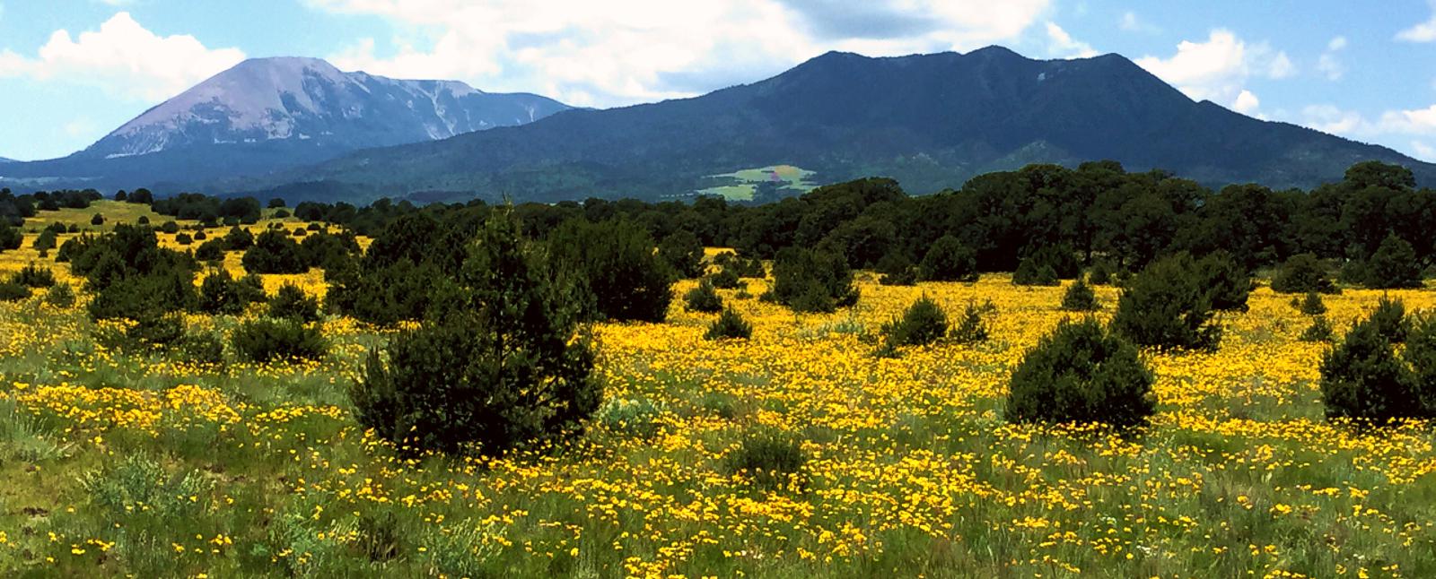 Navajo Western Water District in Spring